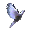 peace dove